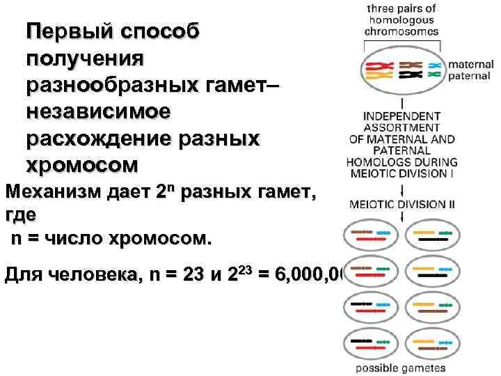 Первый способ получения разнообразных гамет– независимое расхождение разных хромосом Механизм дает 2 n разных