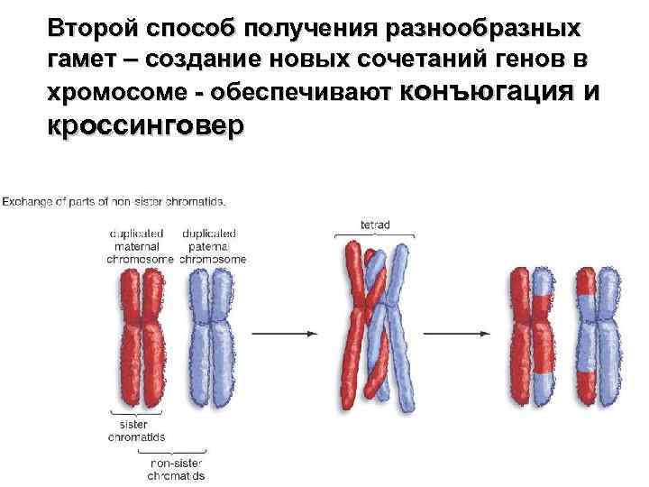 Второй способ получения разнообразных гамет – создание новых сочетаний генов в хромосоме - обеспечивают