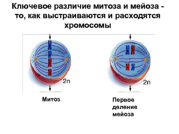 Ключевое различие митоза и мейоза - то, как выстраиваются и расходятся хромосомы Митоз Первое