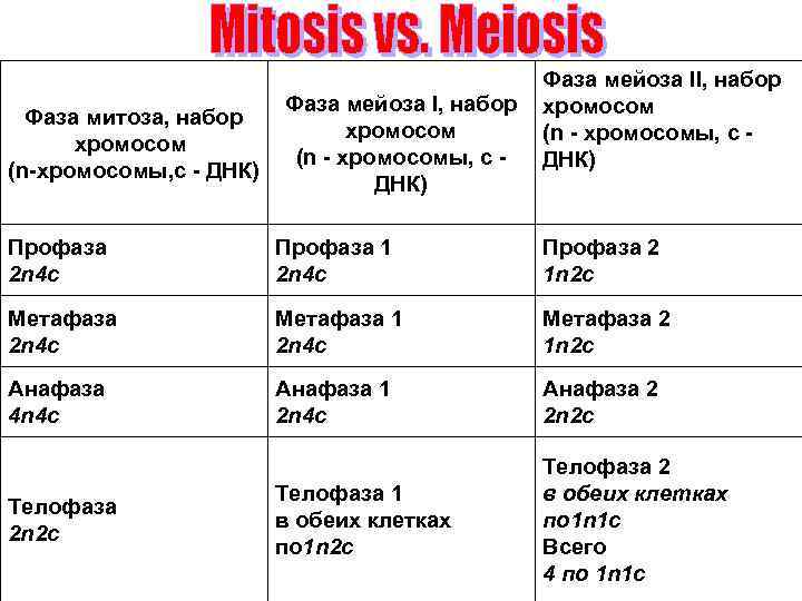 Фаза митоза, набор хромосом (n-хромосомы, с - ДНК) Фаза мейоза II, набор Фаза мейоза