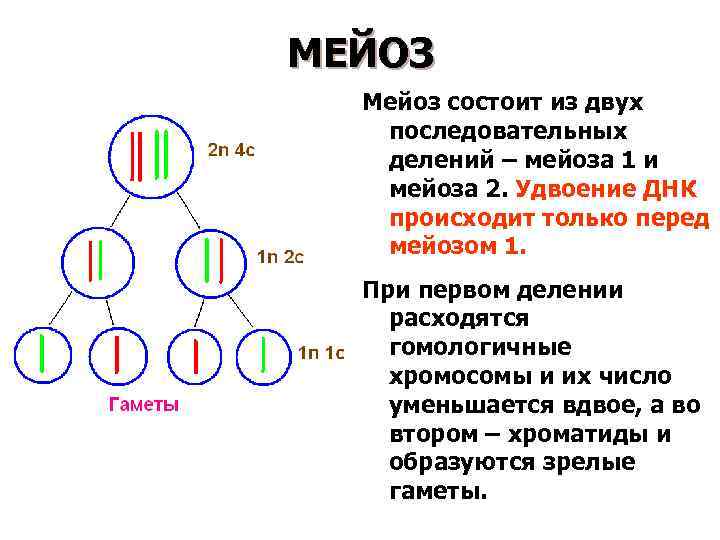 МЕЙОЗ Мейоз состоит из двух последовательных делений – мейоза 1 и мейоза 2. Удвоение