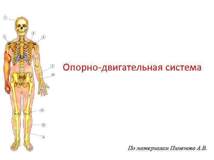 Опорно-двигательная система   По материалам Пименова А. В. 