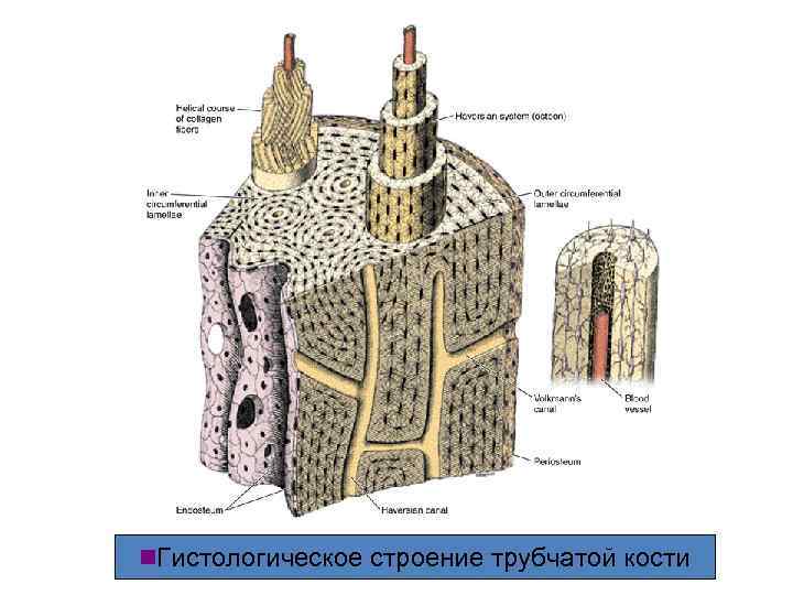 n. Гистологическое строение трубчатой кости 