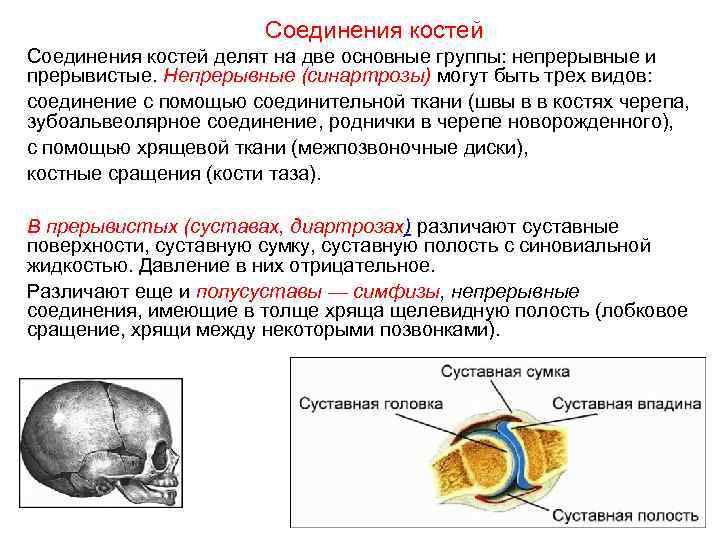     Соединения костей делят на две основные группы: непрерывные и прерывистые.