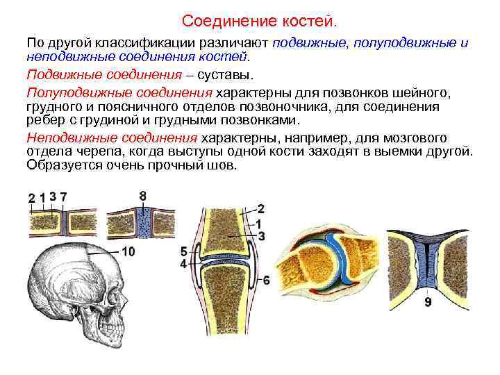      Соединение костей. По другой классификации различают подвижные, полуподвижные и