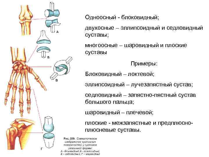 Одноосный - блоковидный; двухосные – эллипсоидный и седловидный суставы; многоосные – шаровидный и плоские