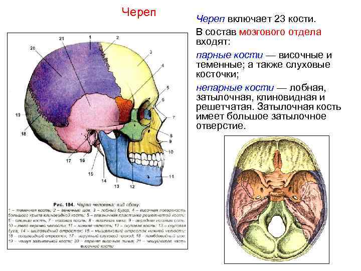 Череп включает 23 кости.   В состав мозгового отдела   входят: 