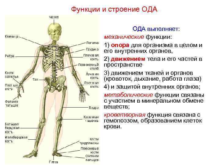 Функции и строение ОДА    ОДА выполняет:   механические функции: 