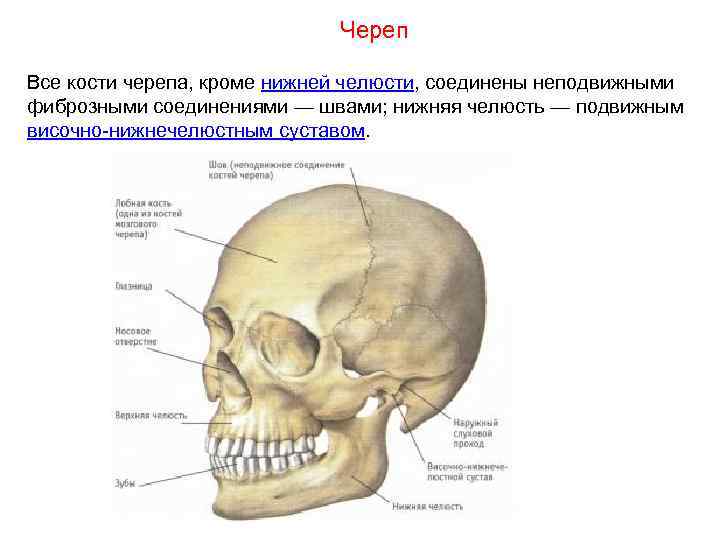      Череп Все кости черепа, кроме нижней челюсти, соединены неподвижными