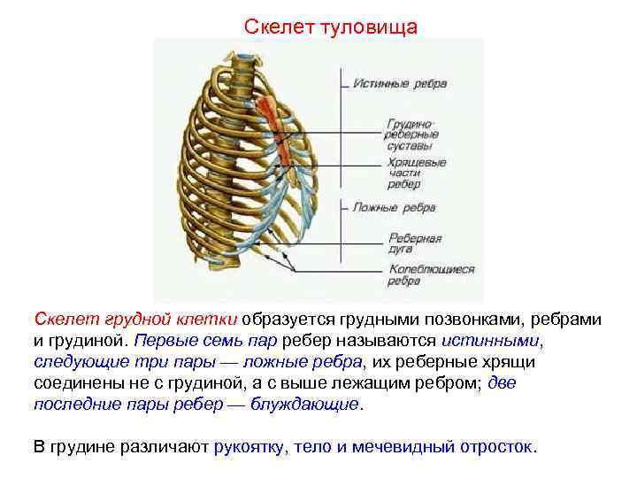     Скелет туловища Скелет грудной клетки образуется грудными позвонками, ребрами и
