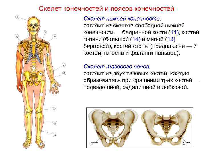 Скелет конечностей и поясов конечностей   Скелет нижней конечности:   состоит из