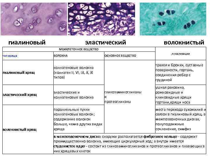   гиалиновый      эластический     волокнистый