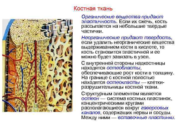 Костная ткань  Органические вещества придают  эластичность. Если их сжечь, кость  рассыпается