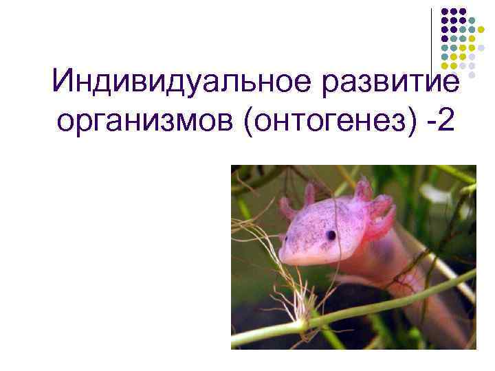 Индивидуальное развитие организмов (онтогенез) -2 