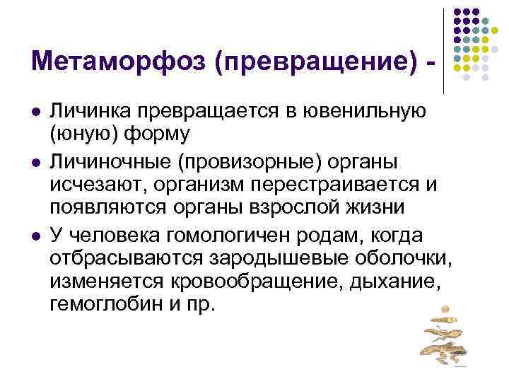 Метаморфоз (превращение) - l  Личинка превращается в ювенильную (юную) форму l  Личиночные