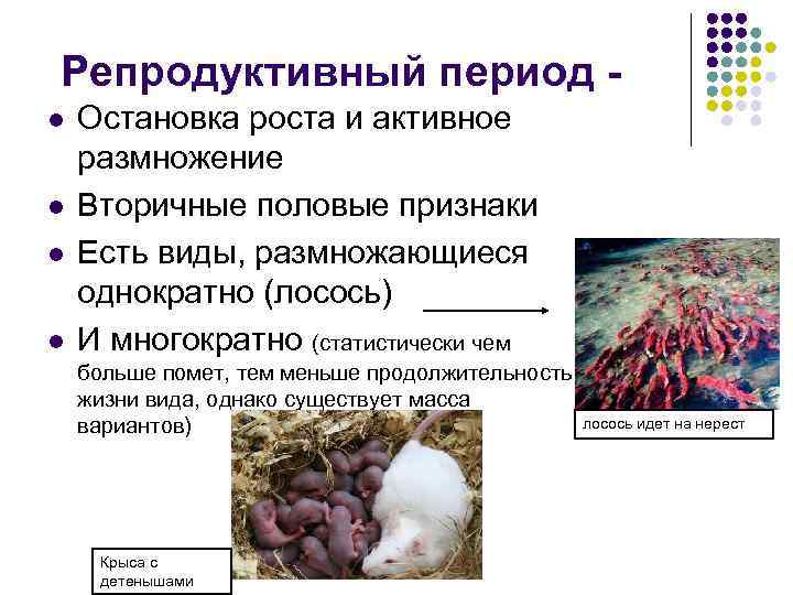 Репродуктивный период - l  Остановка роста и активное размножение l  Вторичные половые