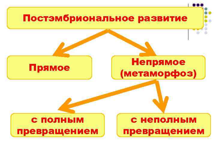 Постэмбриональное развитие     Непрямое Прямое    (метаморфоз) с полным