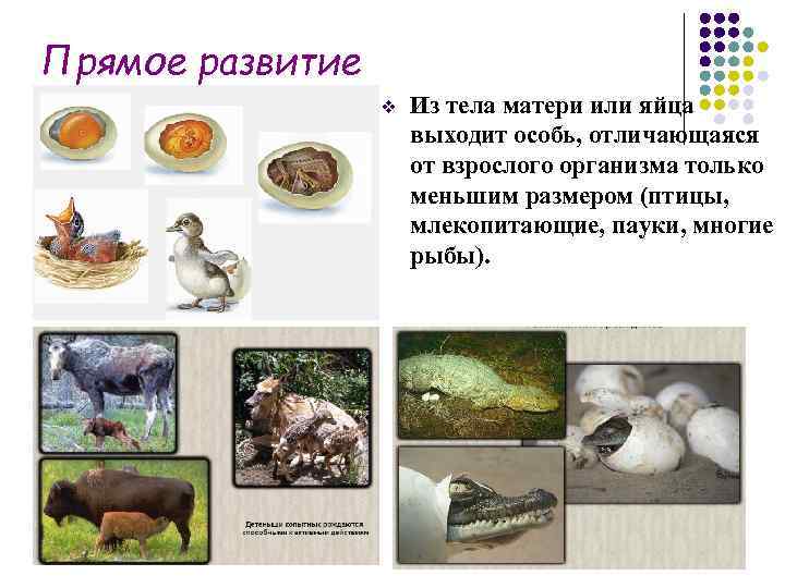 Прямое развитие    v  Из тела матери или яйца  