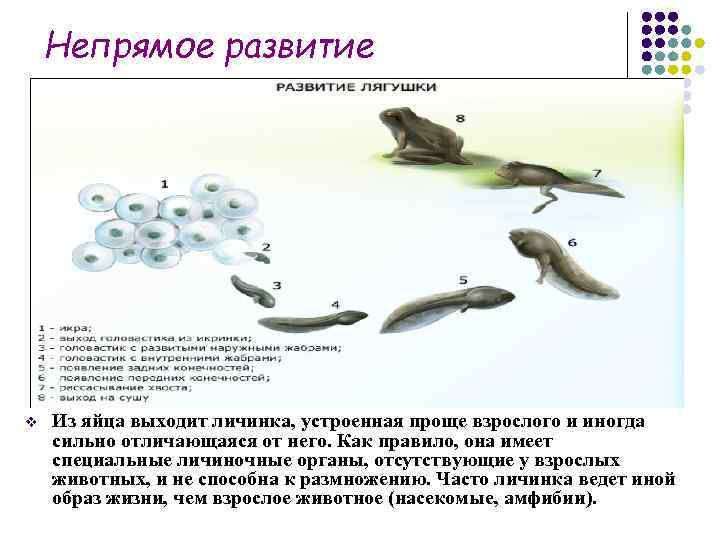   Непрямое развитие v  Из яйца выходит личинка, устроенная проще взрослого и