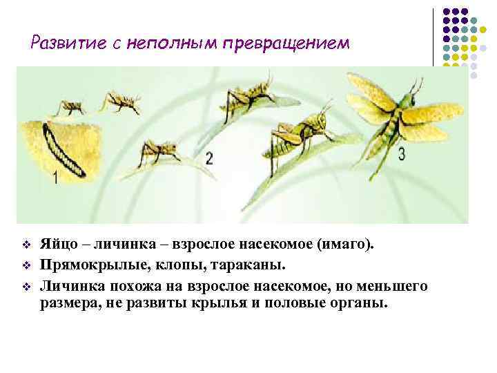 Развитие с неполным превращением v  Яйцо – личинка – взрослое насекомое (имаго). v