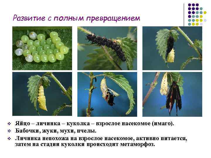   Развитие с полным превращением v  Яйцо – личинка – куколка –