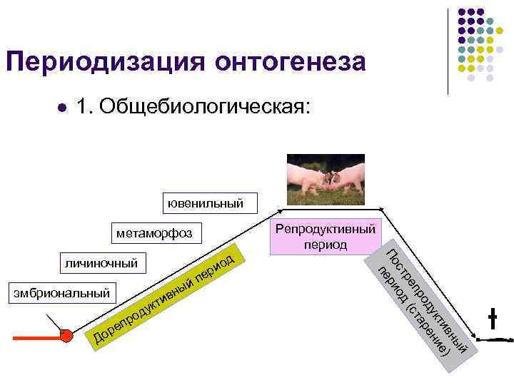 Периодизация онтогенеза l  1. Общебиологическая:       ювенильный 