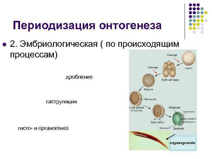 Онтогенез органогенез