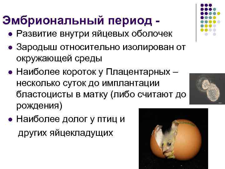 Эмбриональный период - l Развитие внутри яйцевых оболочек l Зародыш относительно изолирован от окружающей