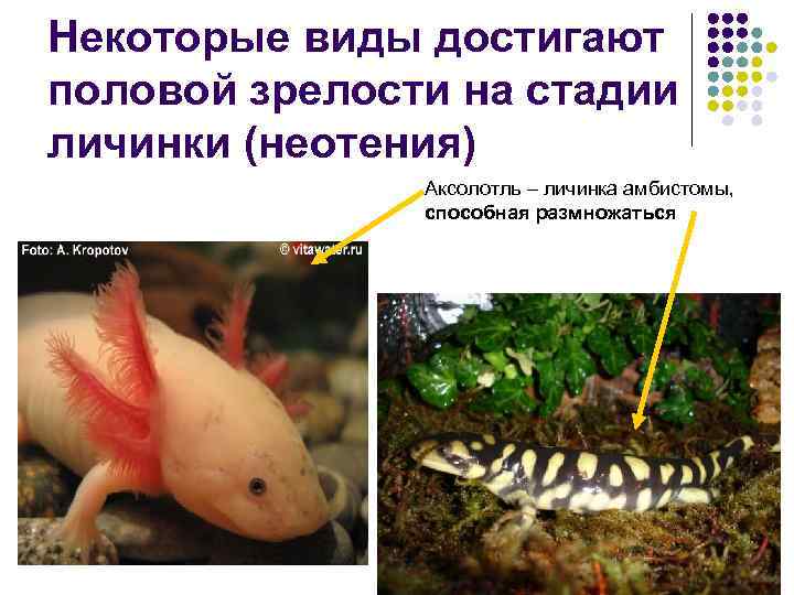 Некоторые виды достигают половой зрелости на стадии личинки (неотения)    Аксолотль –
