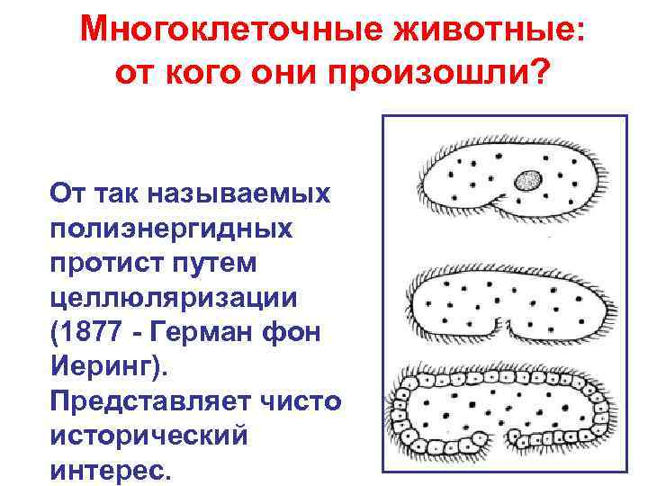  Многоклеточные животные:  от кого они произошли?  От так называемых полиэнергидных протист