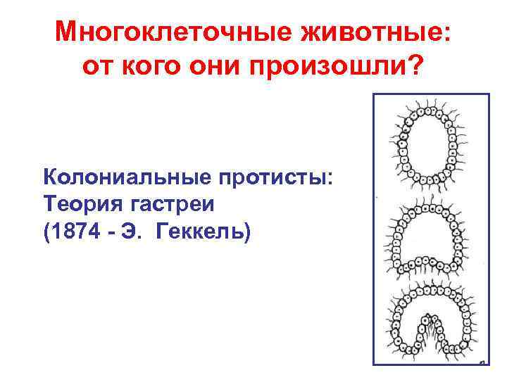 Многоклеточные животные:  от кого они произошли?  Колониальные протисты: Теория гастреи (1874 -