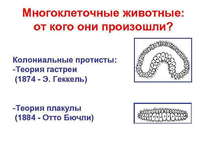  Многоклеточные животные: от кого они произошли?  Колониальные протисты: -Теория гастреи (1874 -