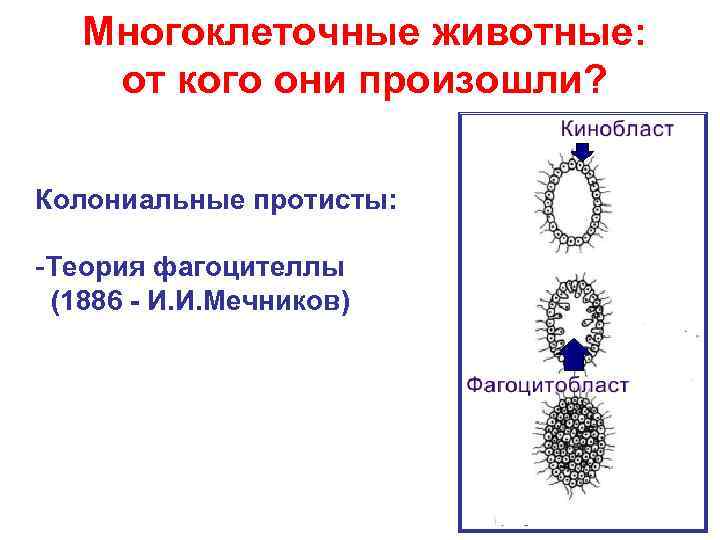   Многоклеточные животные: от кого они произошли?  Колониальные протисты:  -Теория фагоцителлы