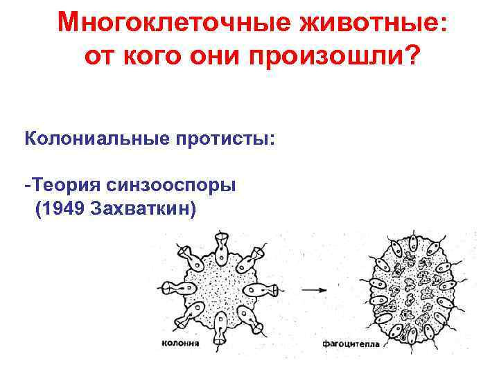  Многоклеточные животные: от кого они произошли?  Колониальные протисты:  -Теория синзооспоры (1949