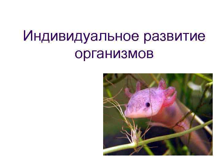 Индивидуальное развитие организмов 