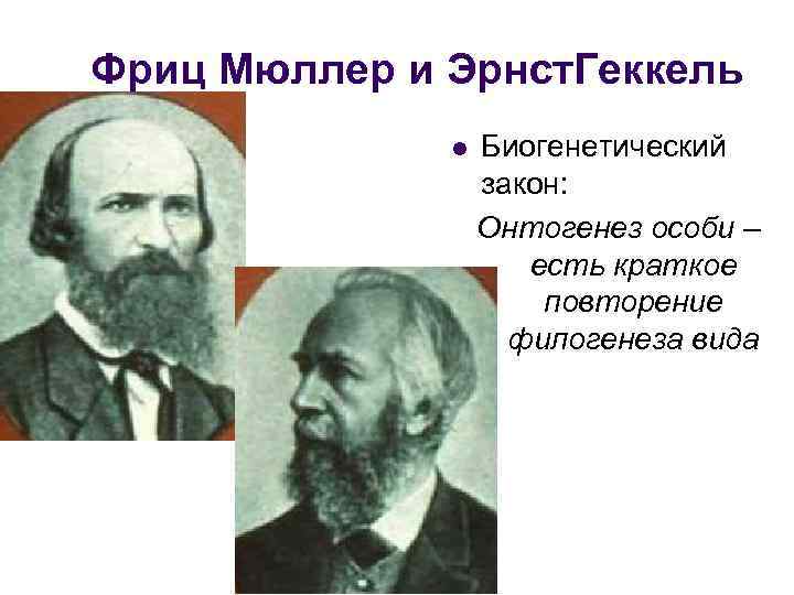 Фриц Мюллер и Эрнст. Геккель l Биогенетический закон: Онтогенез особи – есть краткое повторение