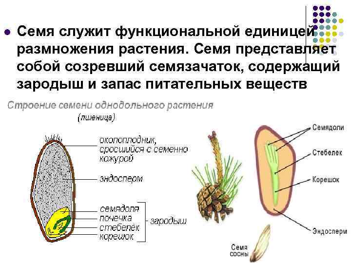 l Семя служит функциональной единицей размножения растения. Семя представляет собой созревший семязачаток, содержащий зародыш