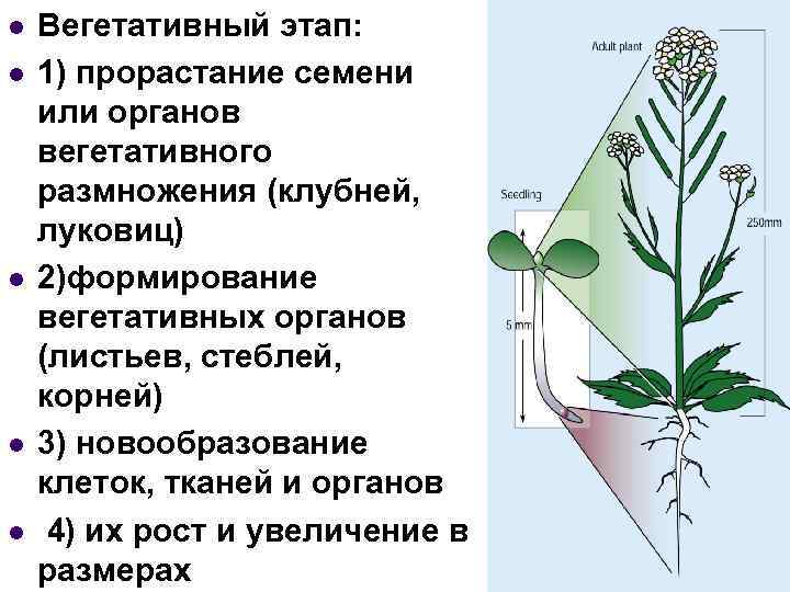 l l l Вегетативный этап: 1) прорастание семени или органов вегетативного размножения (клубней, луковиц)