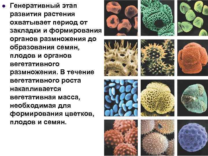 l Генеративный этап развития растения охватывает период от закладки и формирования органов размножения до