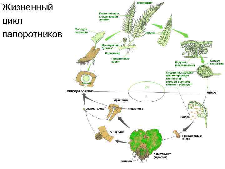 Жизненный цикл папоротников 