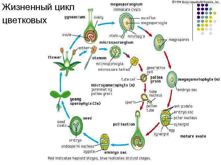 Жизненный цикл цветковых 
