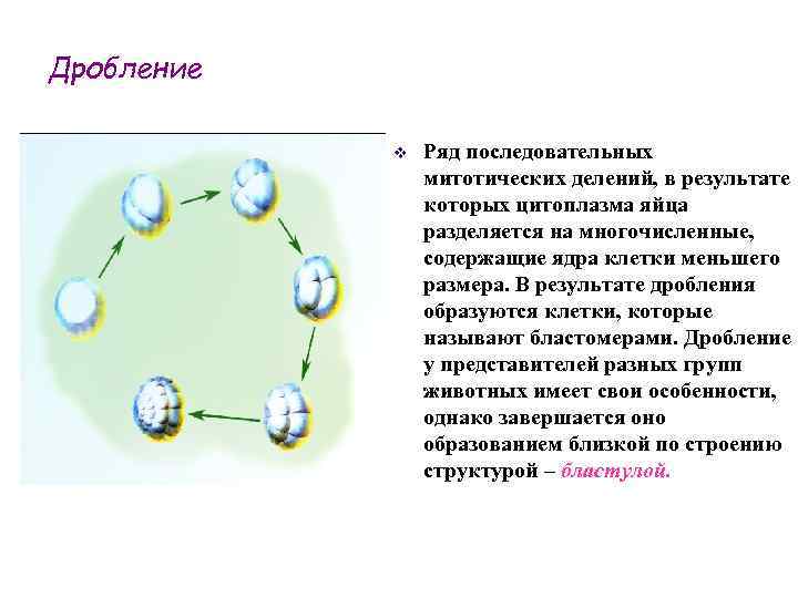 Дробление v Ряд последовательных митотических делений, в результате которых цитоплазма яйца разделяется на многочисленные,