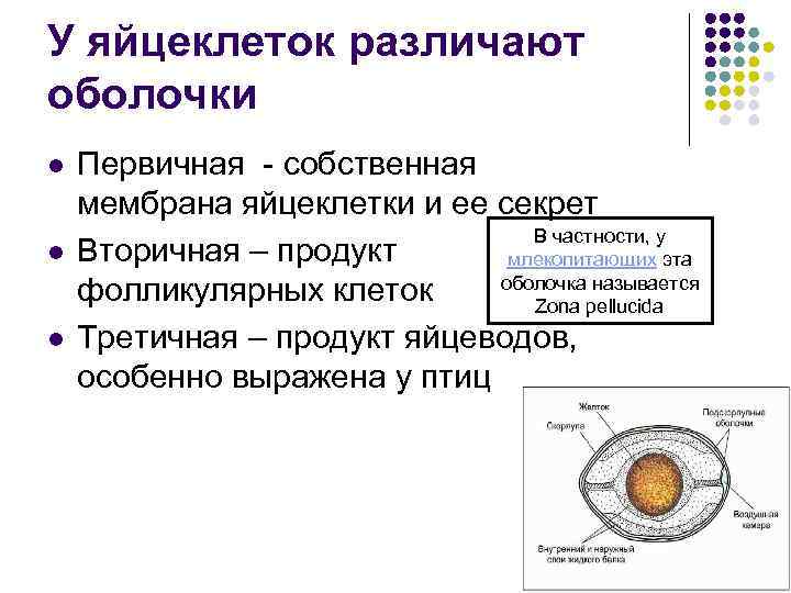 У яйцеклеток различают оболочки l l l Первичная - собственная мембрана яйцеклетки и ее