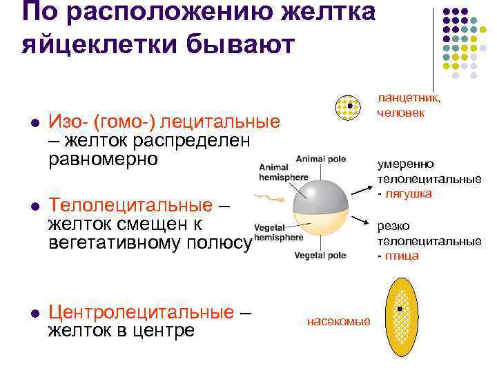 По расположению желтка яйцеклетки бывают l l l ланцетник, человек Изо- (гомо-) лецитальные –