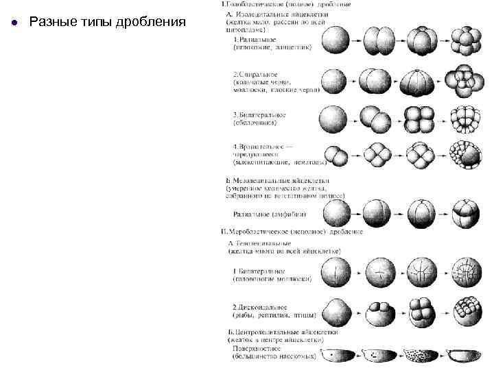 l Разные типы дробления 