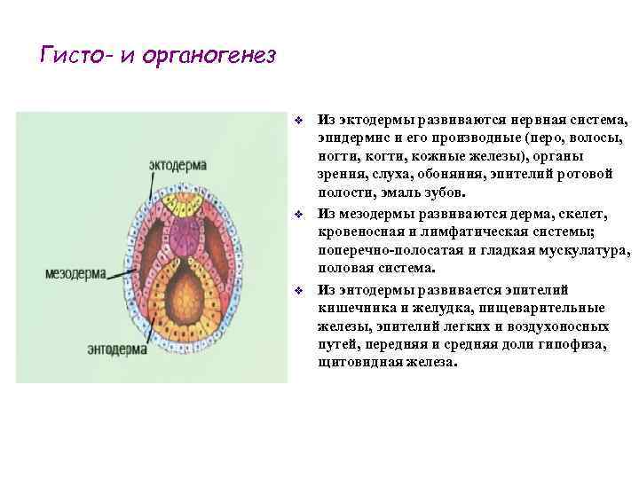 Гисто- и органогенез v v v Из эктодермы развиваются нервная система, эпидермис и его