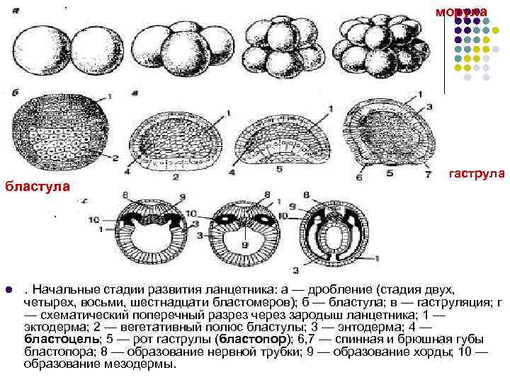 морула бластула l гаструла . Начальные стадии развития ланцетника: а — дробление (стадия двух,