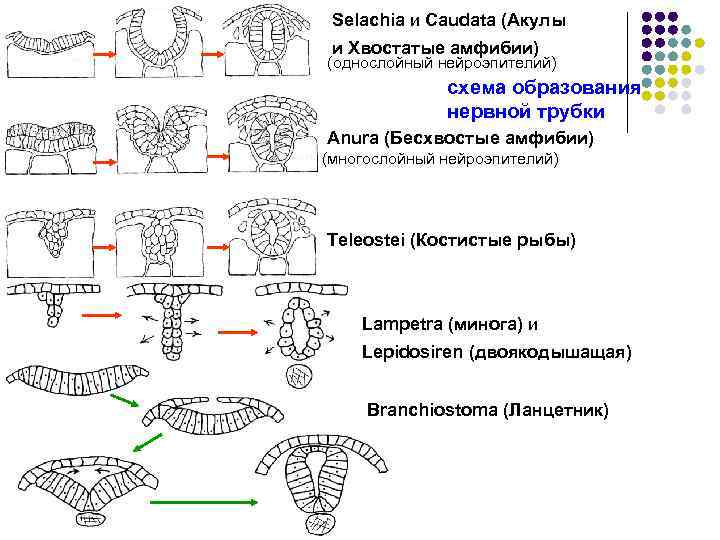 Selachia и Caudata (Акулы и Хвостатые амфибии) (однослойный нейроэпителий) схема образования нервной трубки Anura