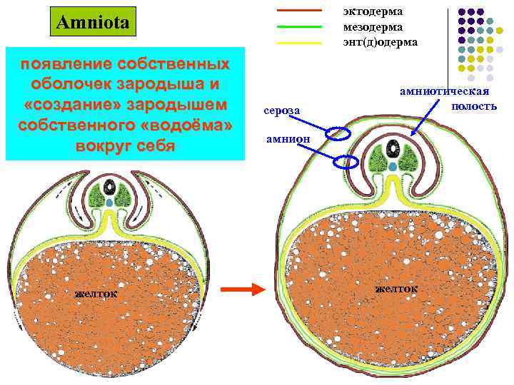 эктодерма мезодерма энт(д)одерма Amniota появление собственных оболочек зародыша и «создание» зародышем собственного «водоёма» вокруг
