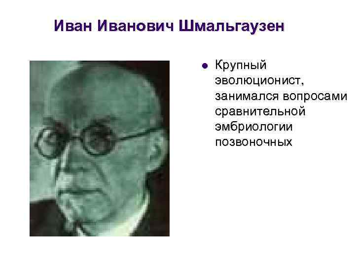 Иванович Шмальгаузен l Крупный эволюционист, занимался вопросами сравнительной эмбриологии позвоночных 